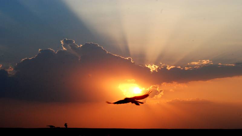 Regression fugl flyvende i mørk sol under skyer